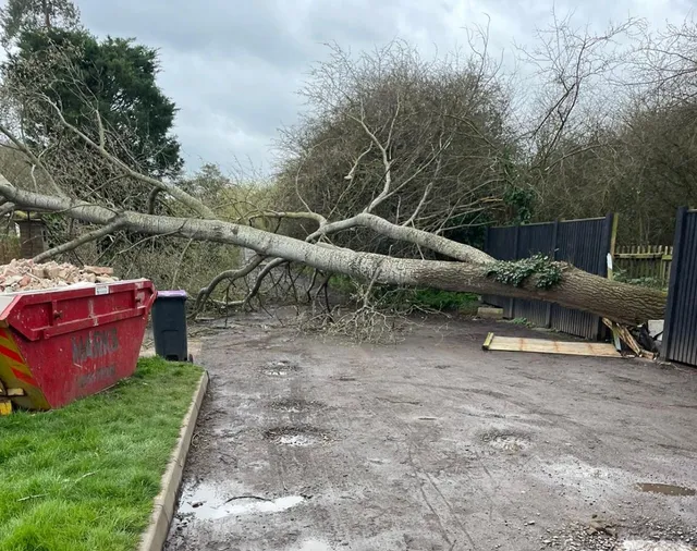 AS Arboriculture emergency tree removal in action